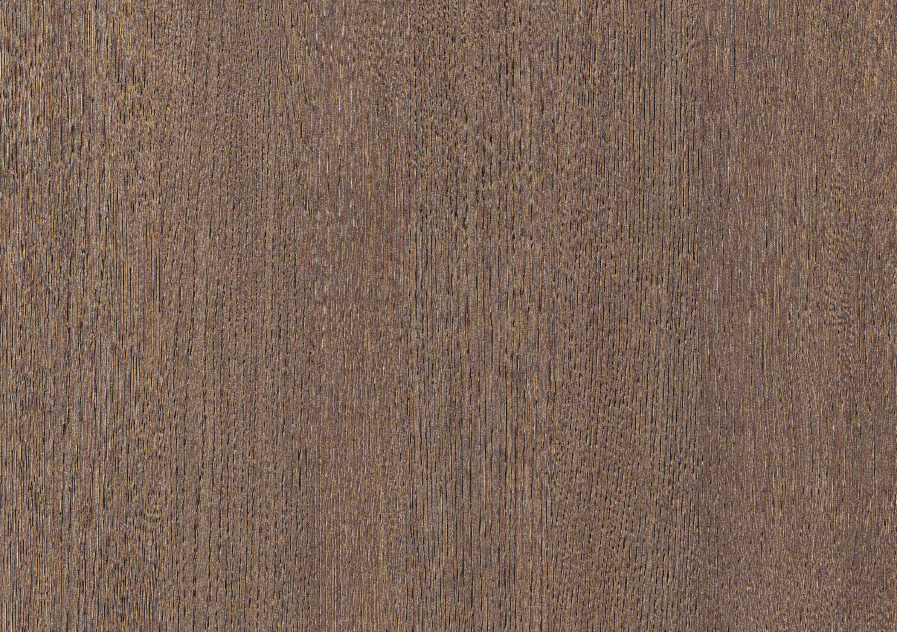 Дуб скальный кофейный